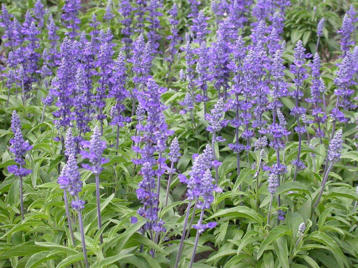 Victoria Blue salvia
