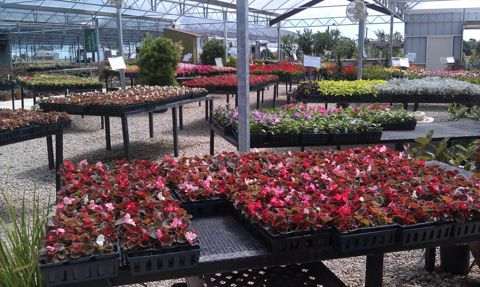 Flats of annuals on greenhouse benches