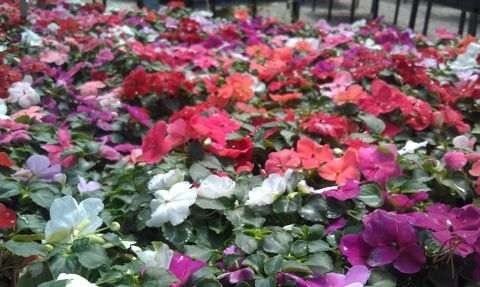 Pink, red and white impatiens in the greenhouse