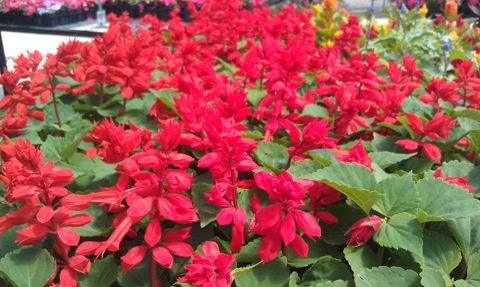 Red salvia in bloom