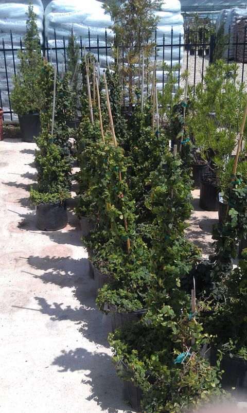 Rows of container shrubs at the nursery