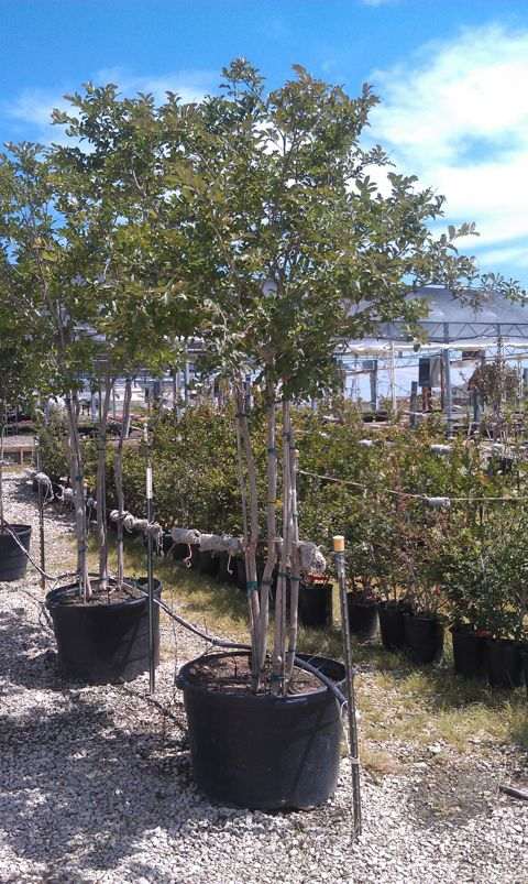 Container trees in the tree yard