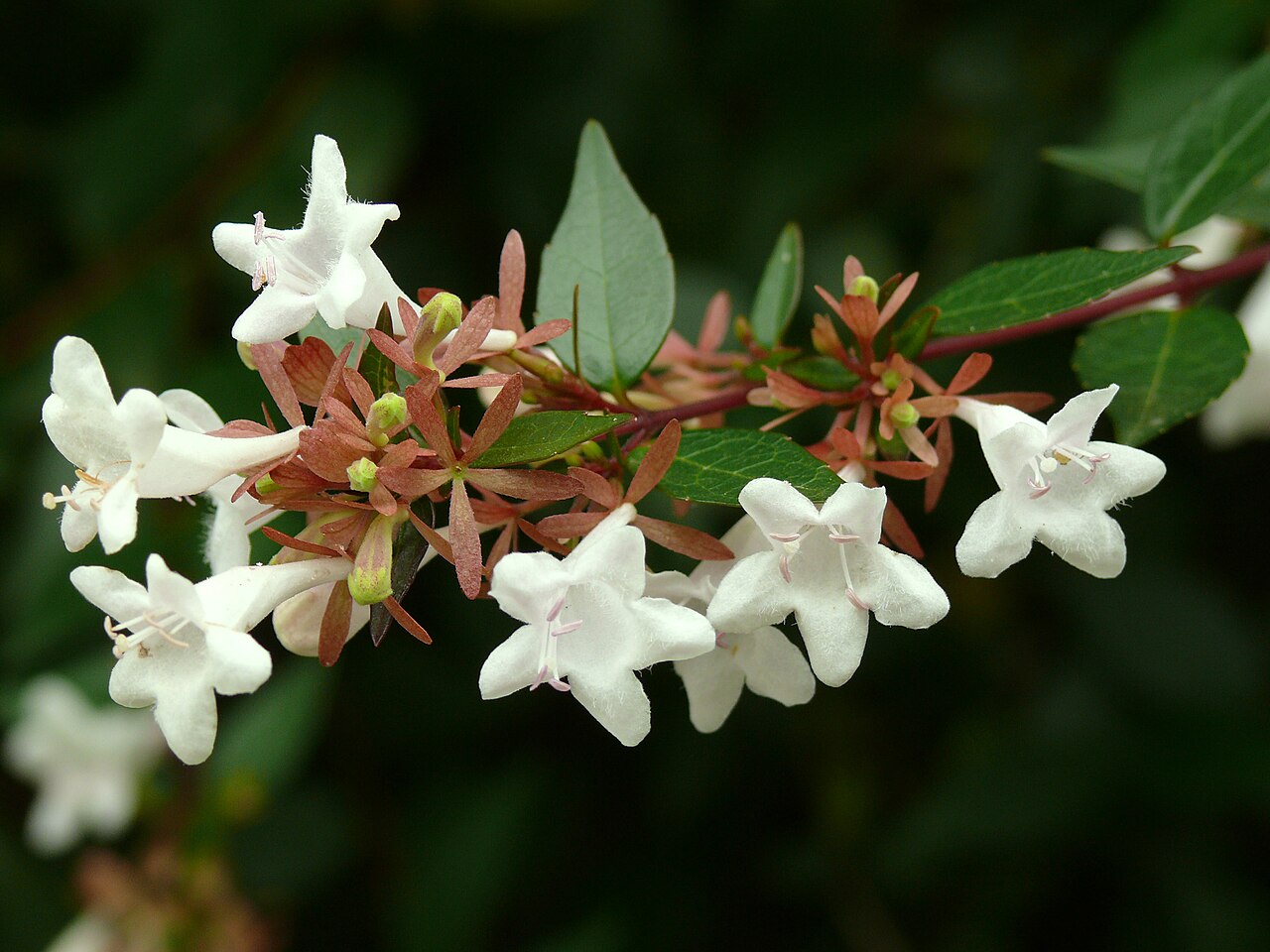 Abelia (Abelia × grandiflora)