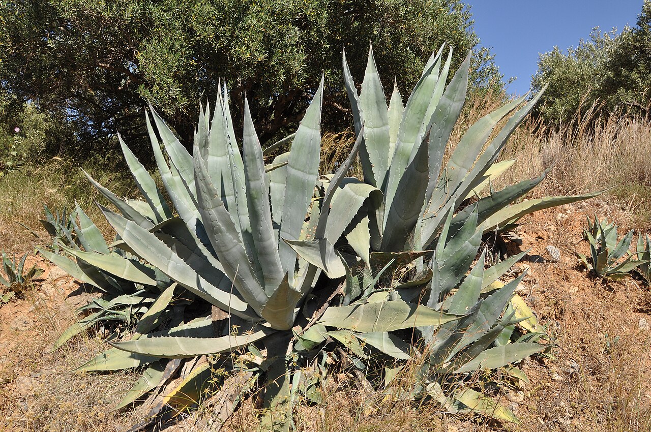 Agave (Agave spp.)