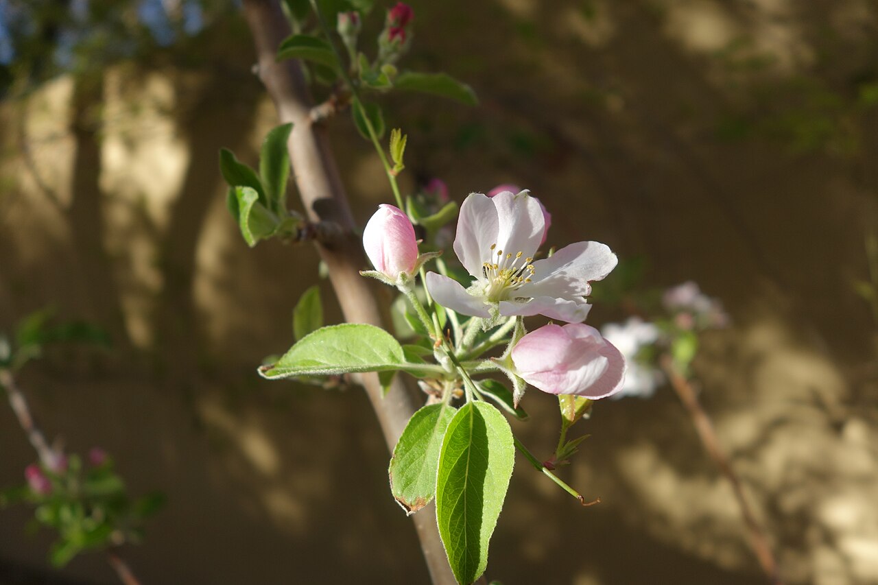Apple (Malus domestica)