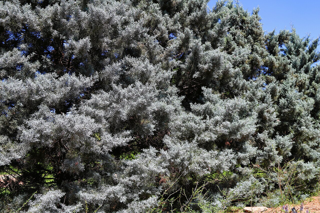 Arizona Cypress (Cupressus arizonica 'Blue Ice')