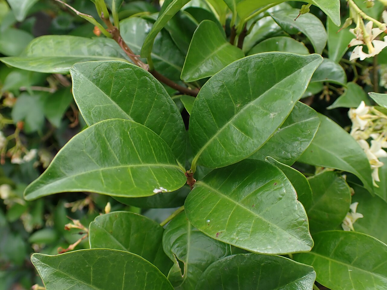Asian Jasmine (Trachelospermum asiaticum)