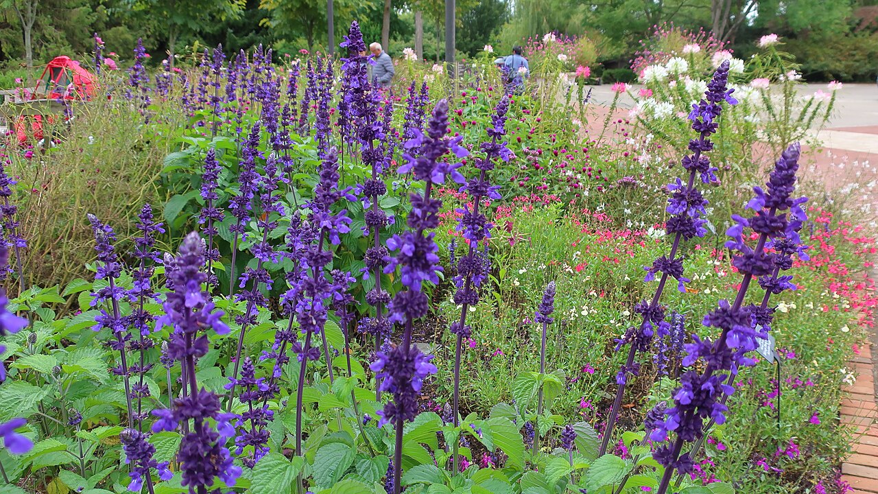 Autumn Sage (Salvia greggii)