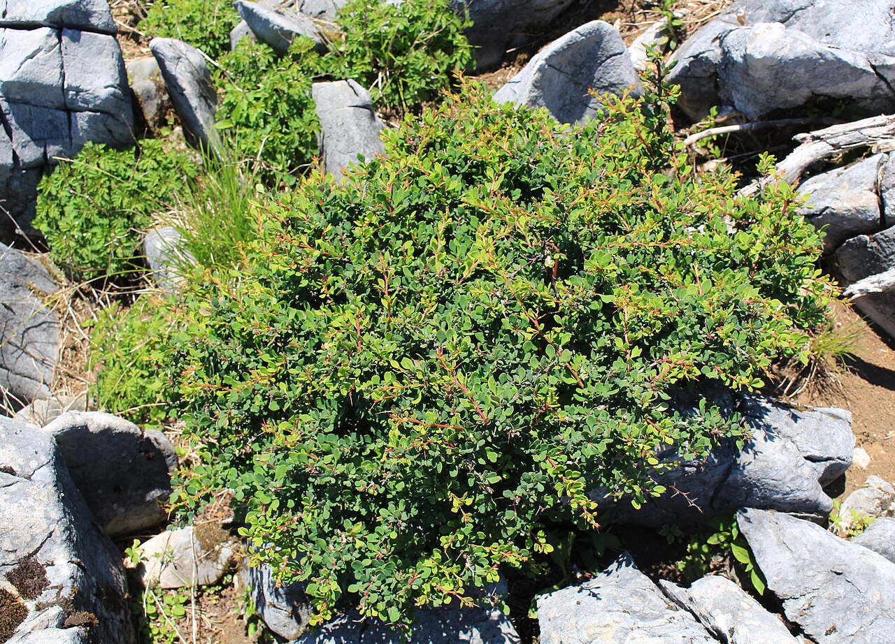 Barberry (Berberis thunbergii)