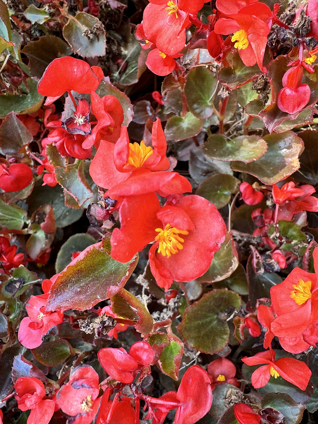 Begonias (Begonia semperflorens & 'Dragon Wing')