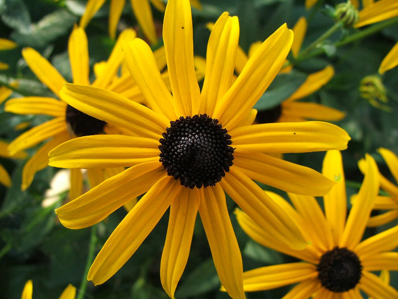 Black-eyed Susan (Rudbeckia fulgida 'Goldsturm')