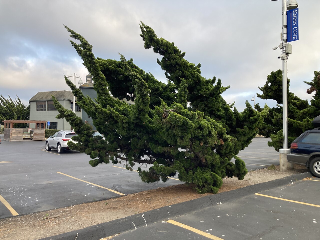 Blue Point Juniper (Juniperus chinensis 'Blue Point')