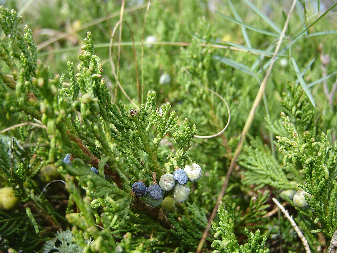 Blue Rug Juniper (Juniperus horizontalis 'Wiltonii')