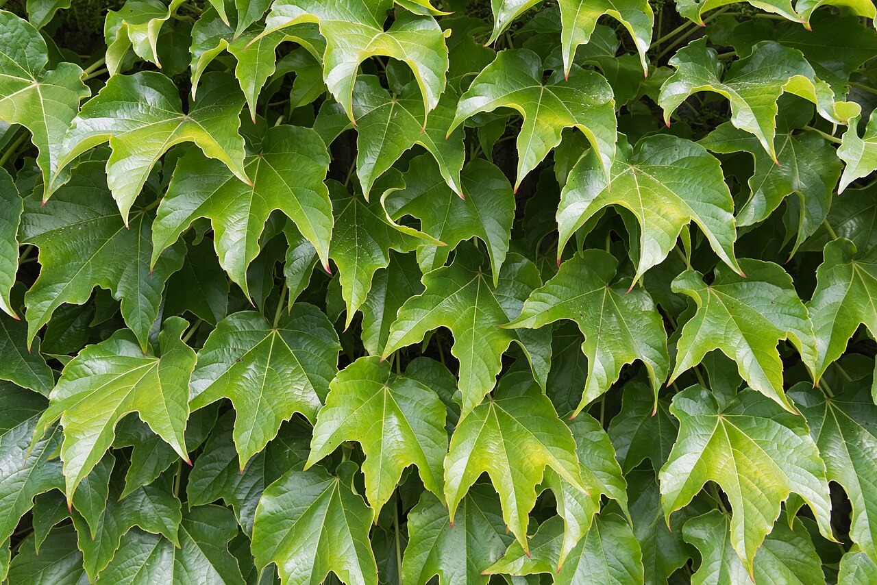 Boston Ivy (Parthenocissus tricuspidata)