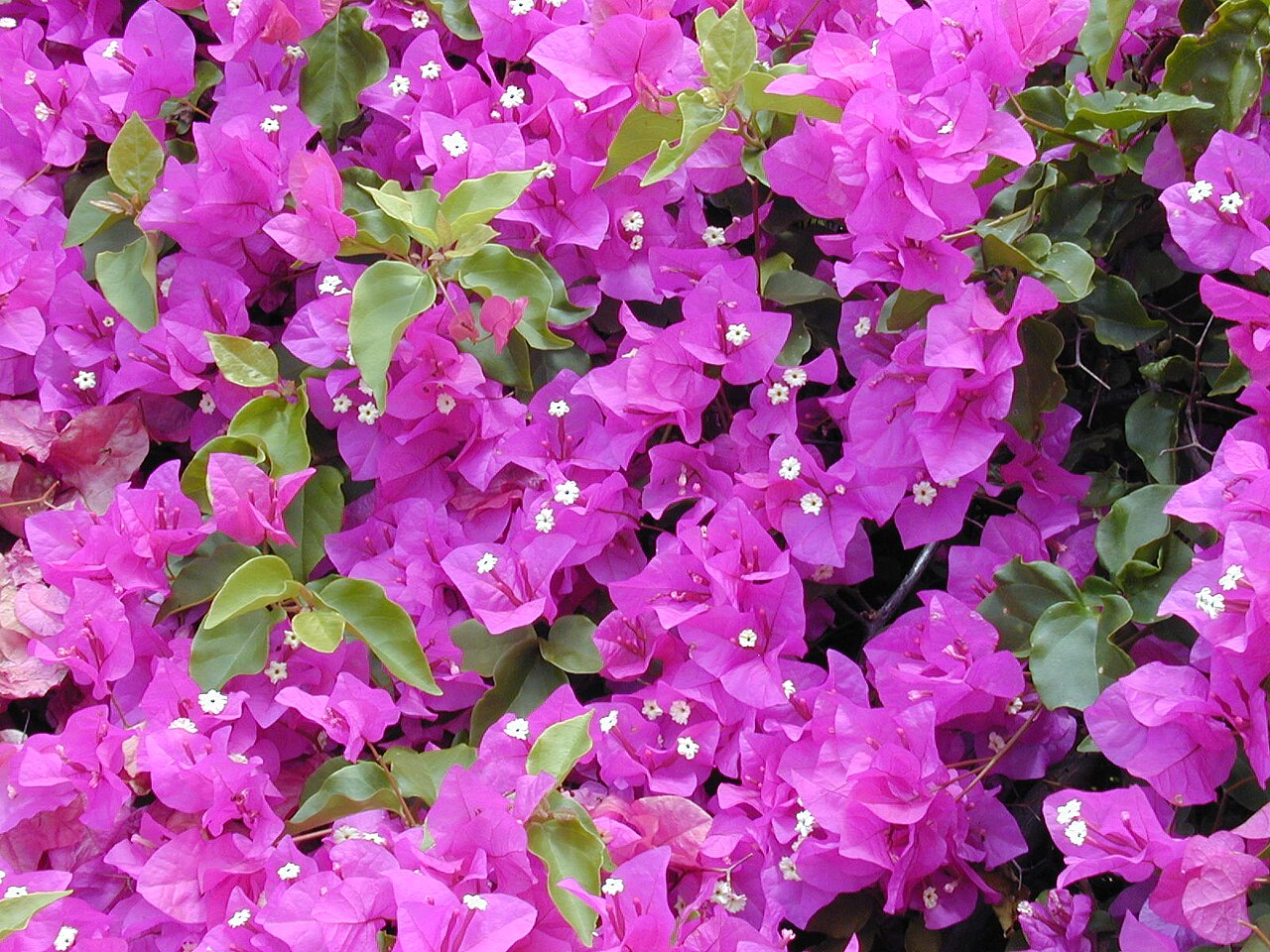 Bougainvillea (Bougainvillea spp.)