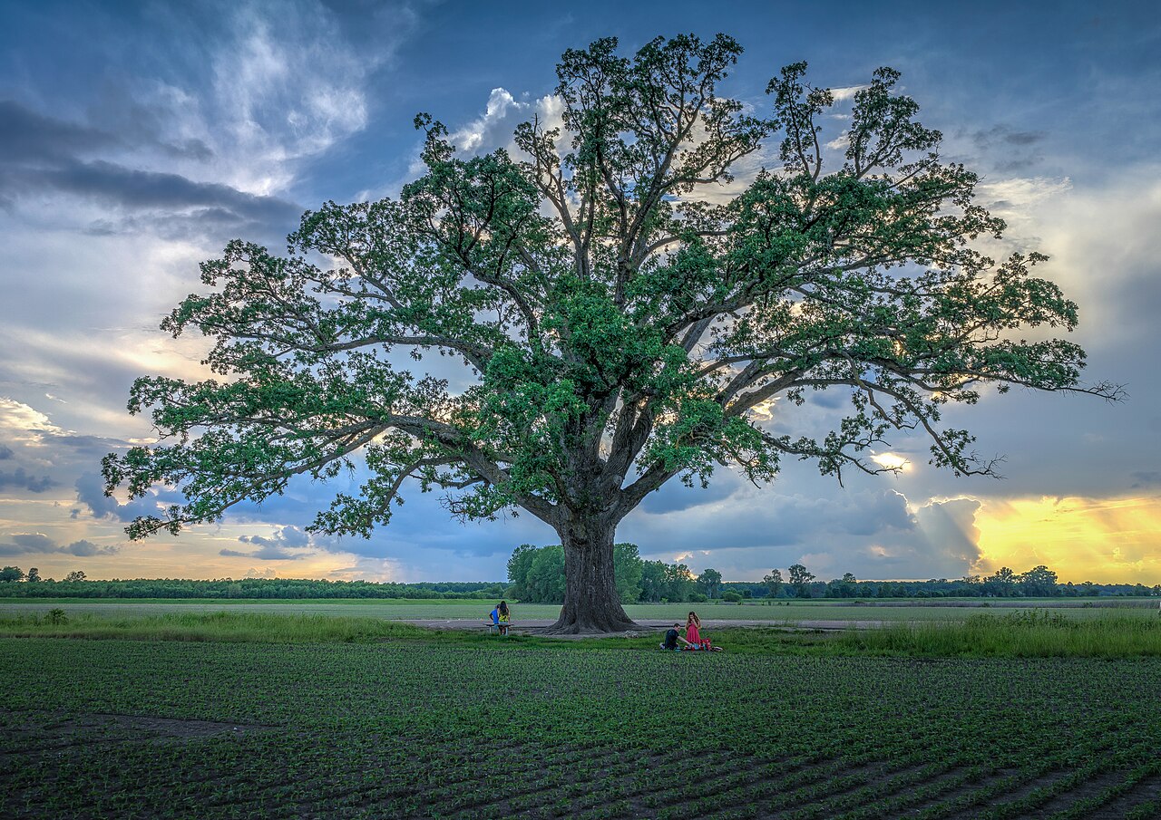Bur Oak (Quercus macrocarpa)