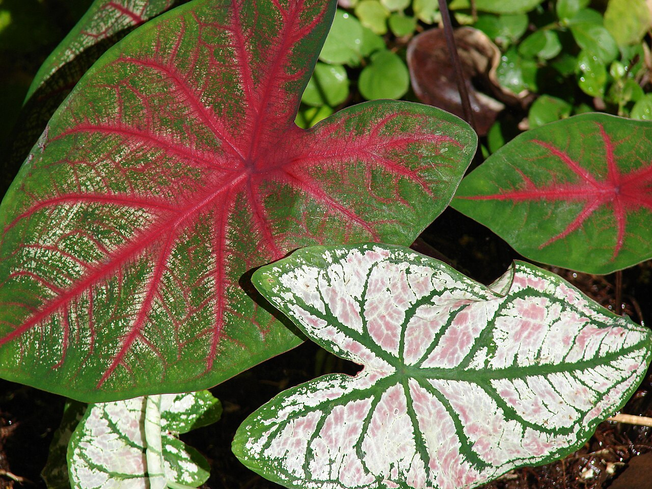 Caladiums (Caladium bicolor)