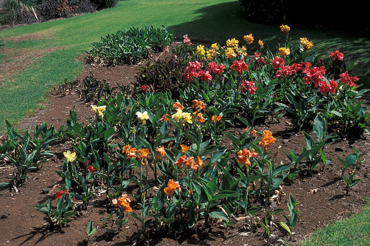 Canna (Canna × generalis)