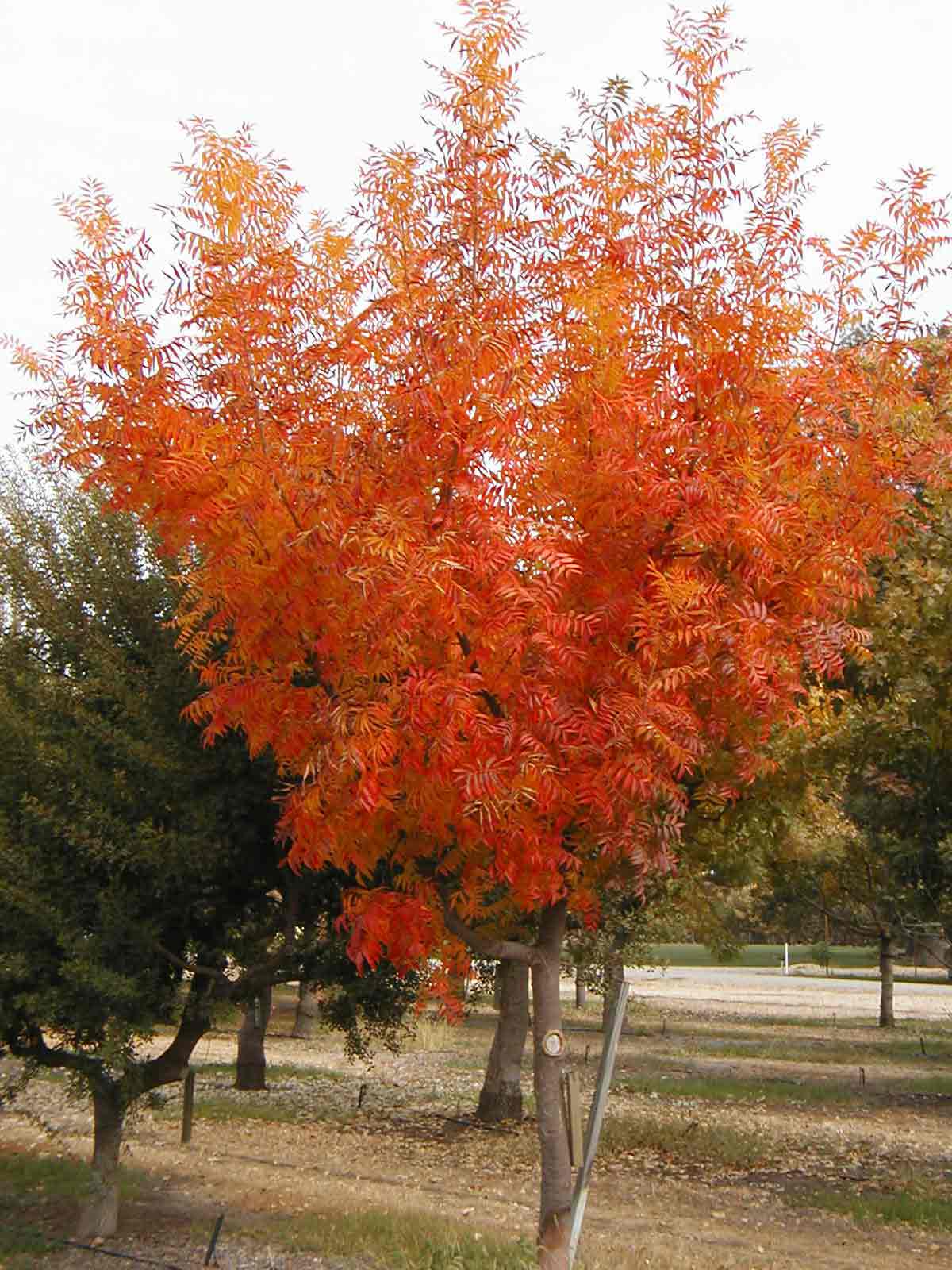 Chinese Pistache (Pistacia chinensis)