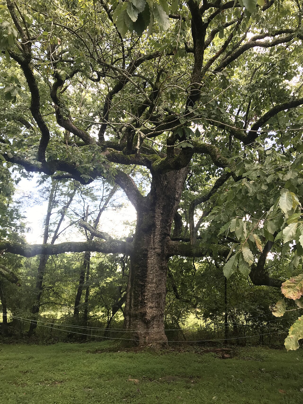 Chinquapin Oak (Quercus muehlenbergii)