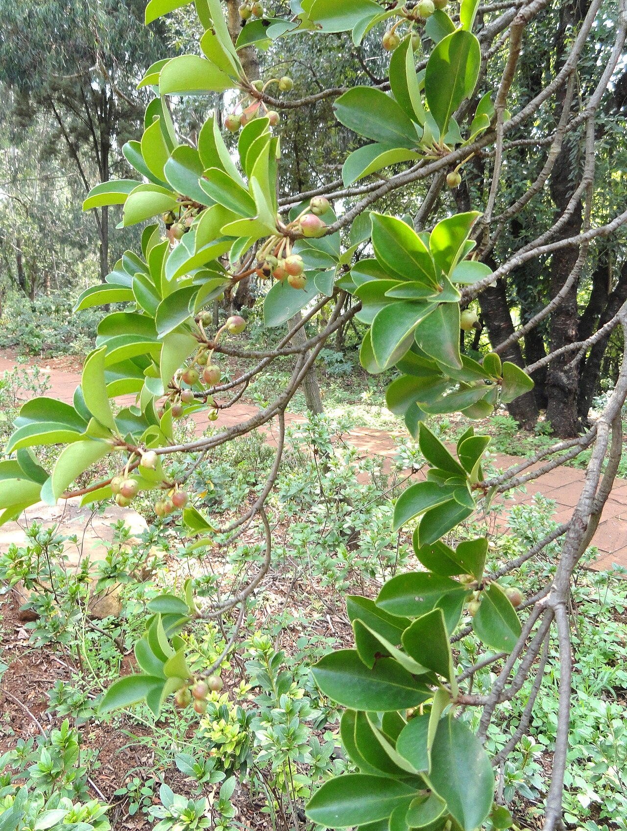 Cleyera (Ternstroemia gymnanthera)