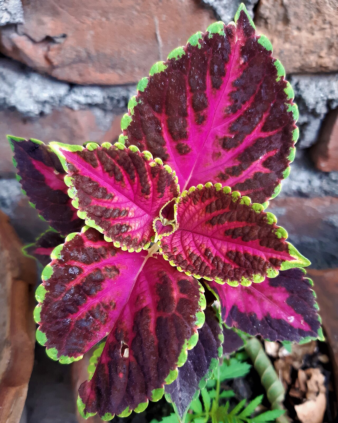Coleus (Plectranthus scutellarioides)