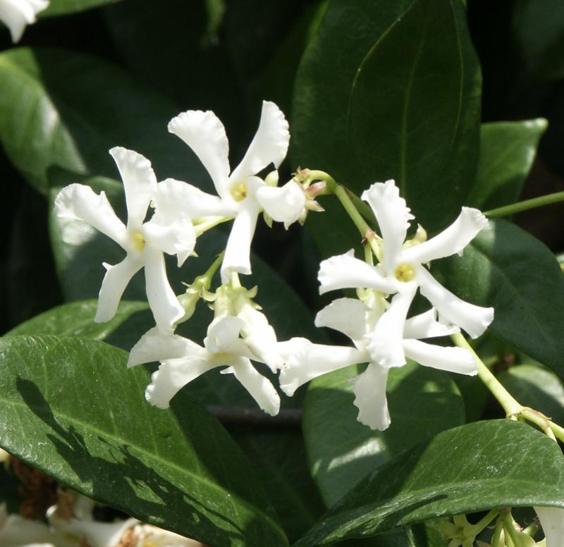 Confederate (Star) Jasmine (Trachelospermum jasminoides)