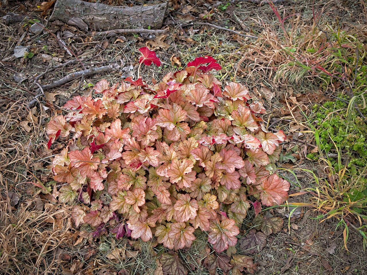 Coral Bells (Heuchera hybrids)