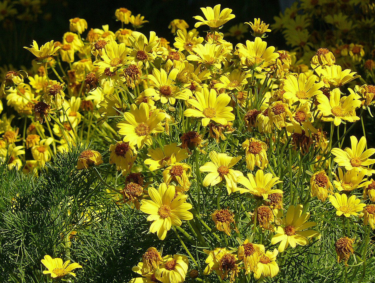 Coreopsis (Coreopsis spp.)