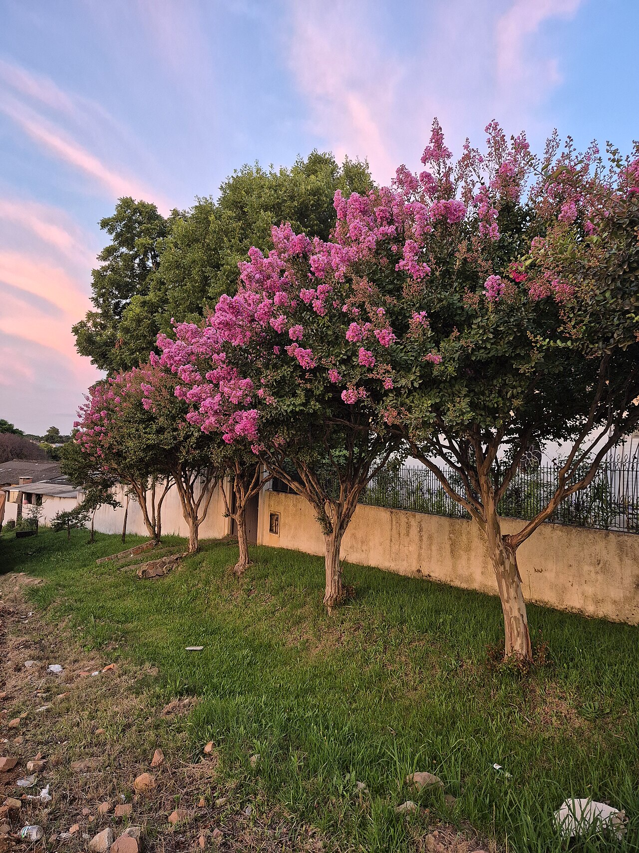 Crape Myrtle (Lagerstroemia indica)