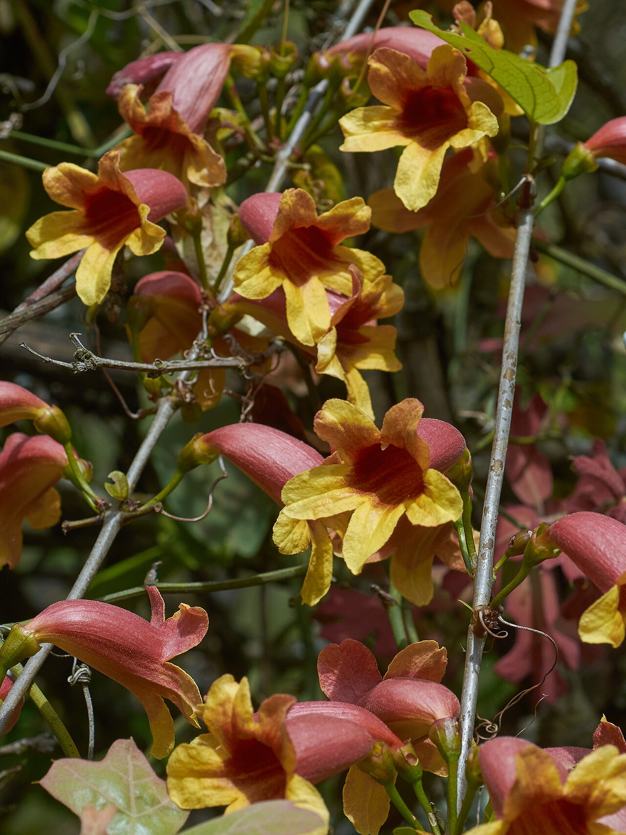Crossvine (Bignonia capreolata)