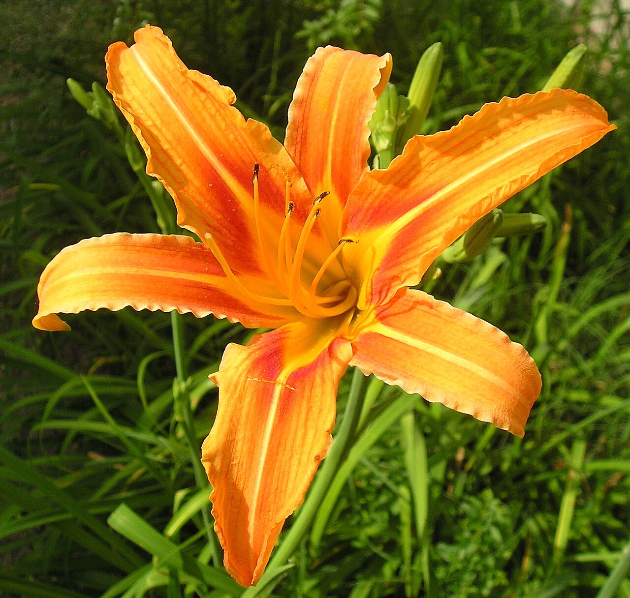 Daylily (Hemerocallis hybrids)