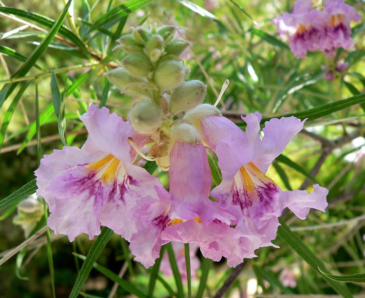 Desert Willow (Chilopsis linearis)
