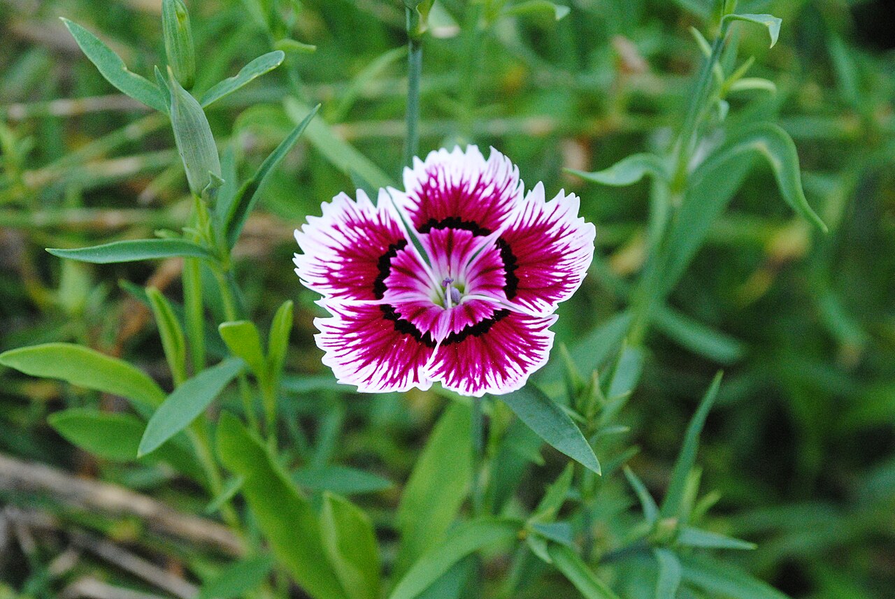 Dianthus (Dianthus chinensis)