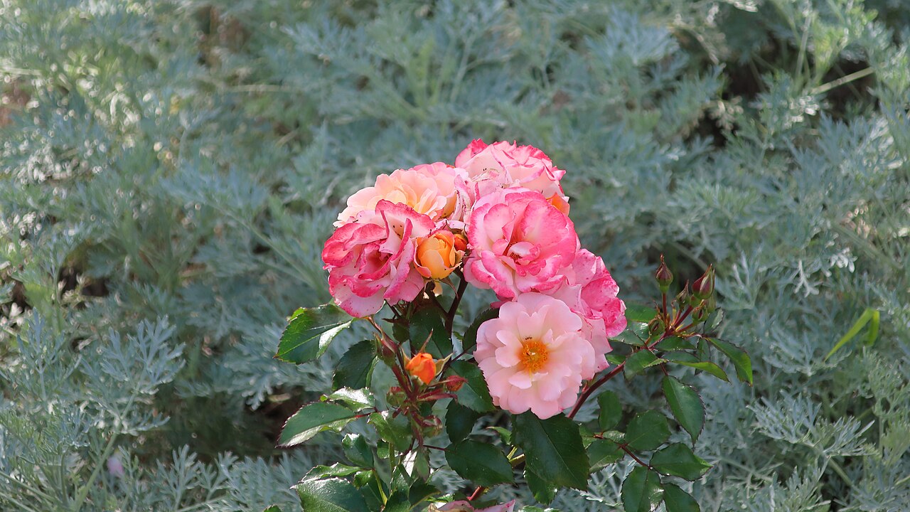 Drift Rose (Rosa 'Drift' series)