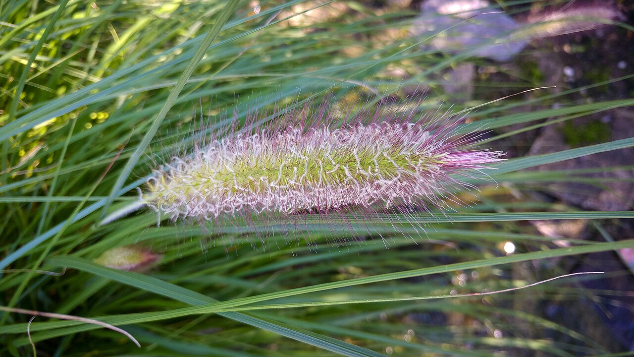 Dwarf Fountain Grass (Pennisetum alopecuroides 'Hameln')