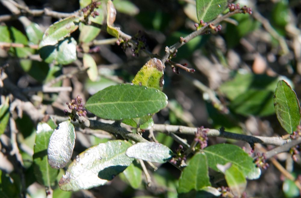 Dwarf Yaupon Holly (Ilex vomitoria 'Nana')