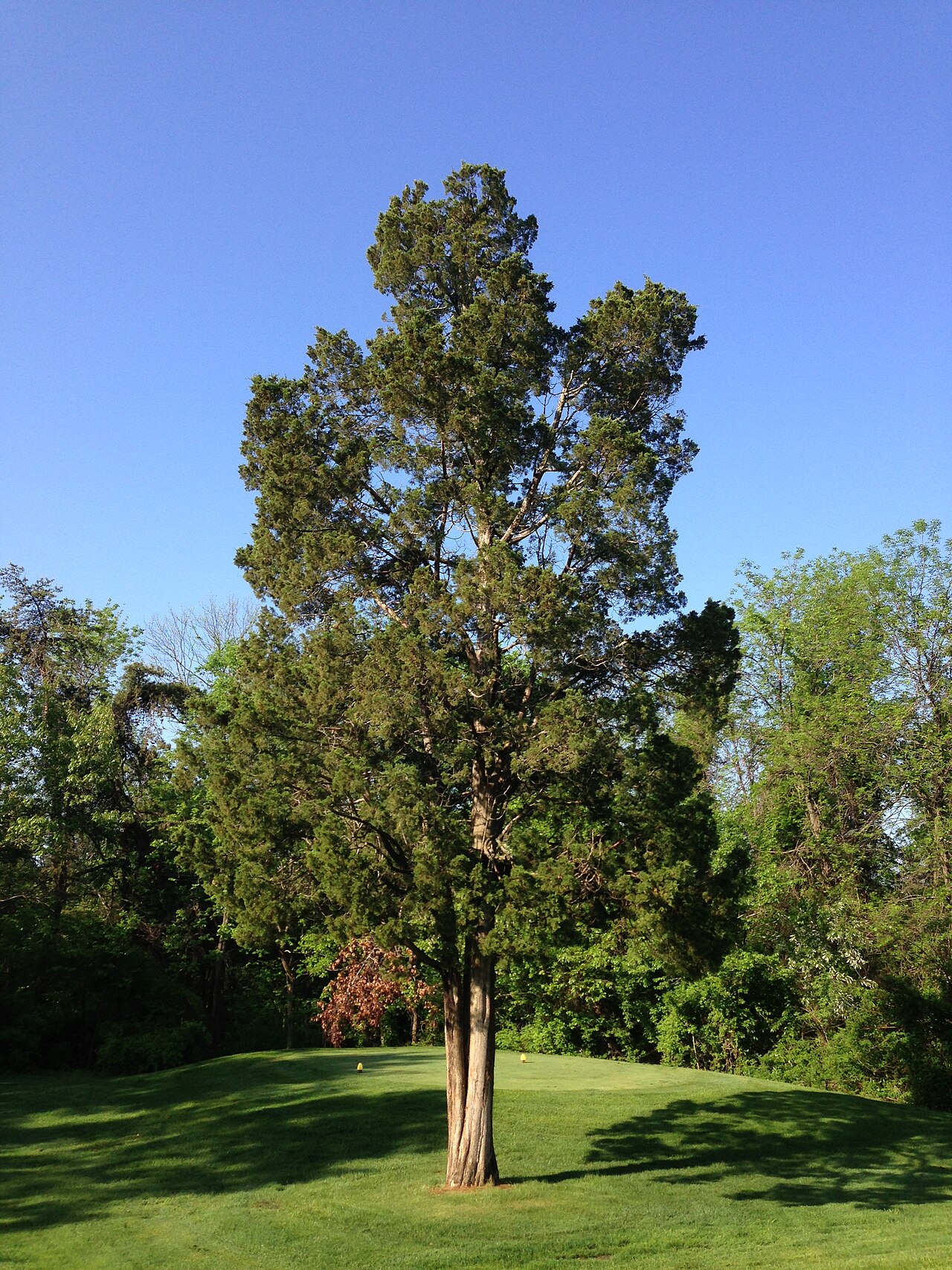 Eastern Red Cedar (Juniperus virginiana)
