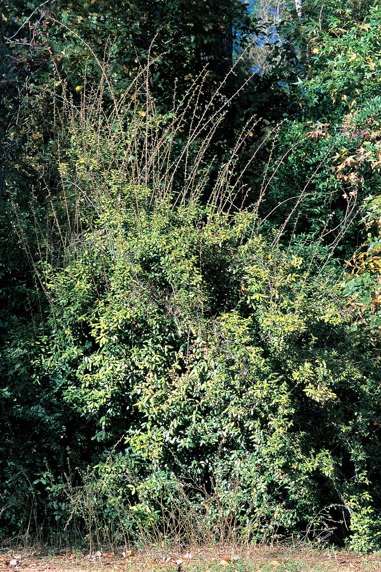 Elaeagnus (Elaeagnus pungens)