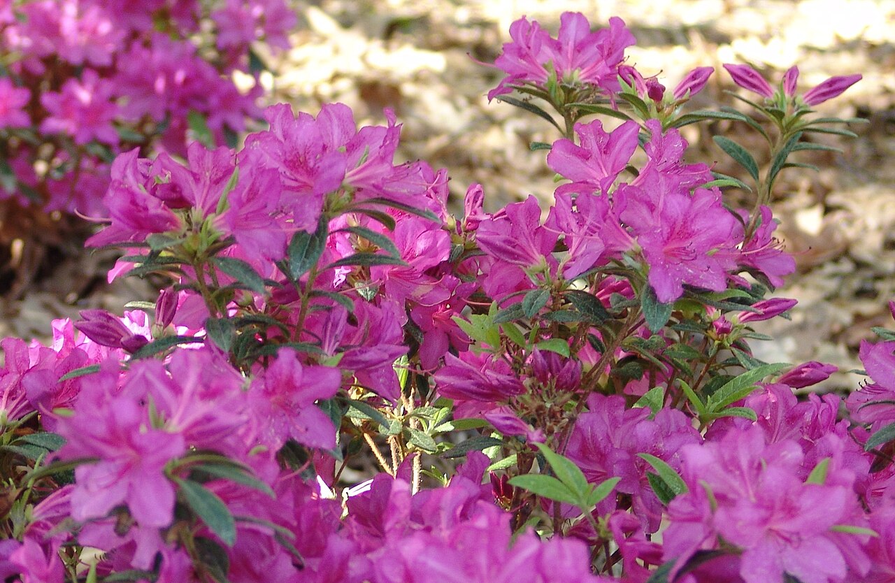 Encore Azalea (Rhododendron 'Encore' series)
