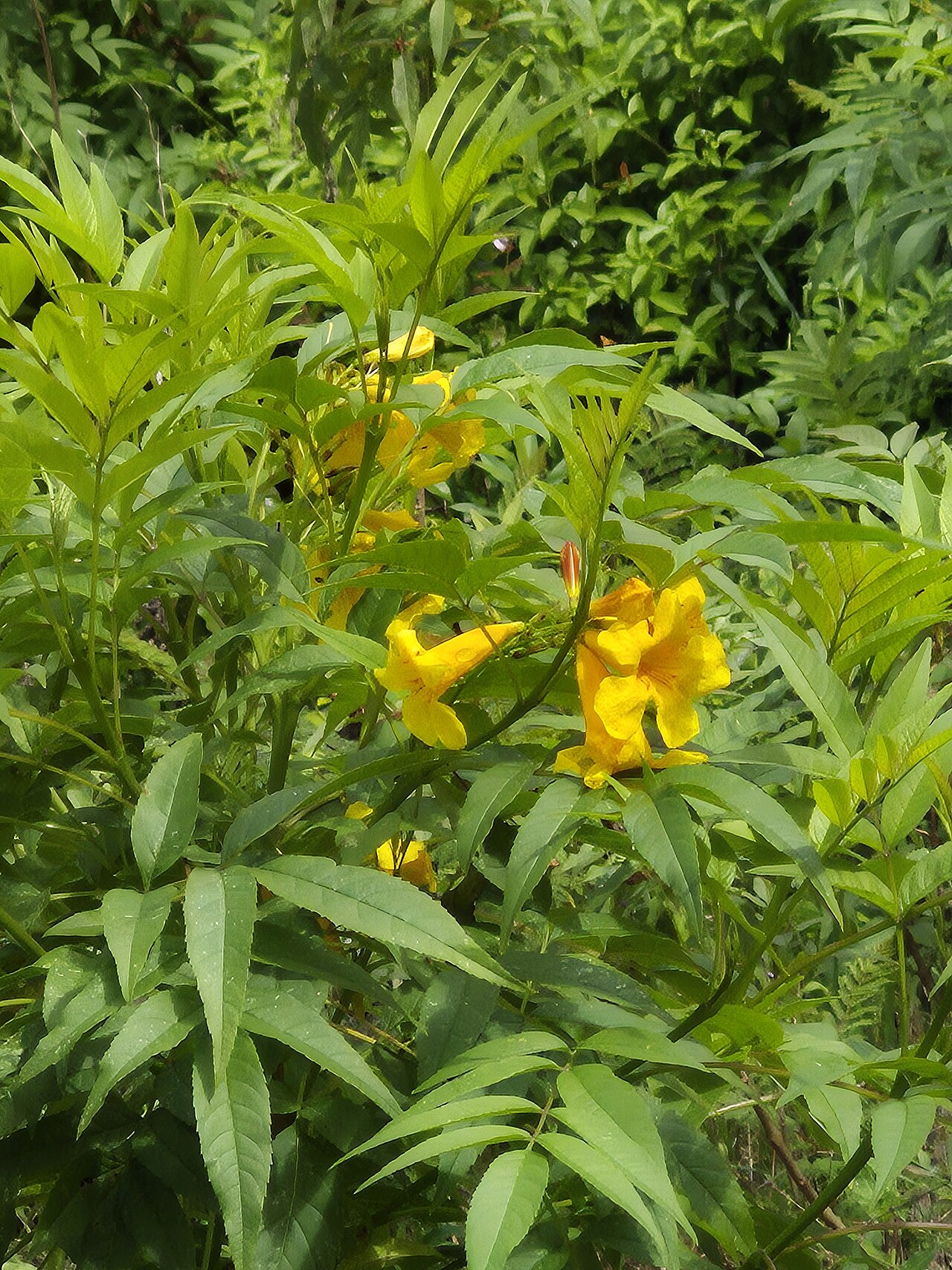 Esperanza (Tecoma stans)