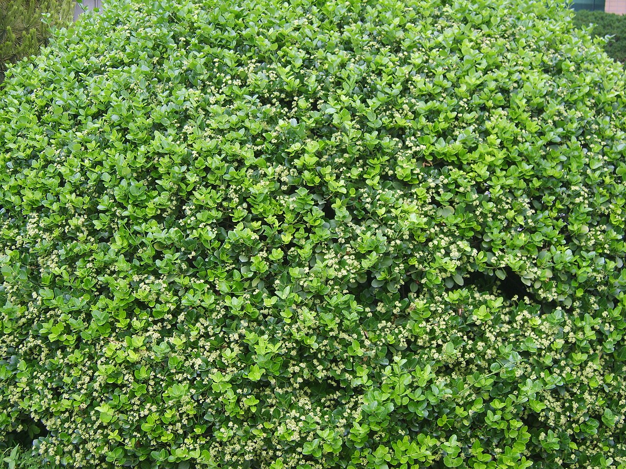 Euonymus (Euonymus japonicus)