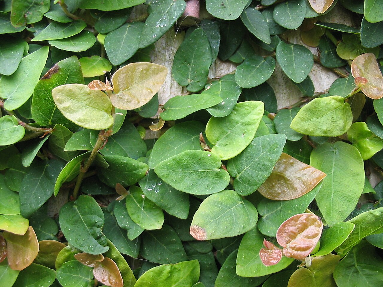 Fig Ivy (Ficus pumila)