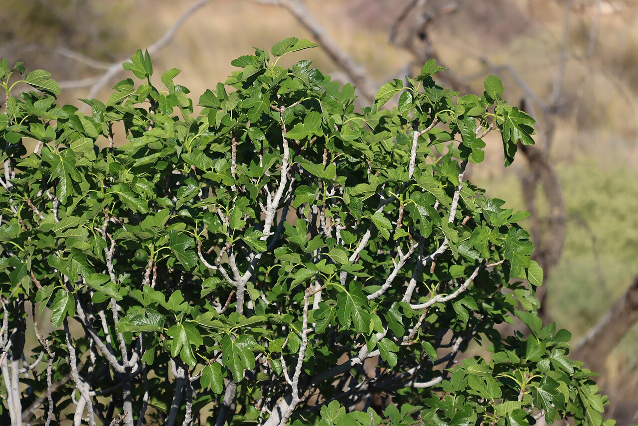 Fig (Ficus carica)