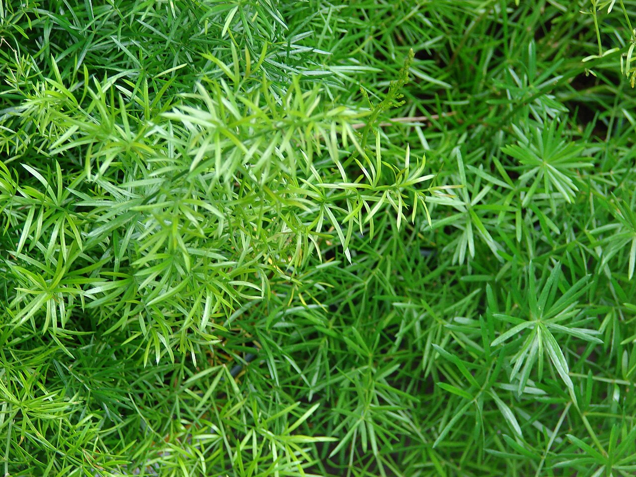 Foxtail Fern (Asparagus densiflorus 'Myers')