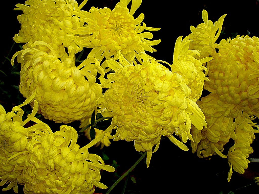 Garden Mums (Chrysanthemum × morifolium)