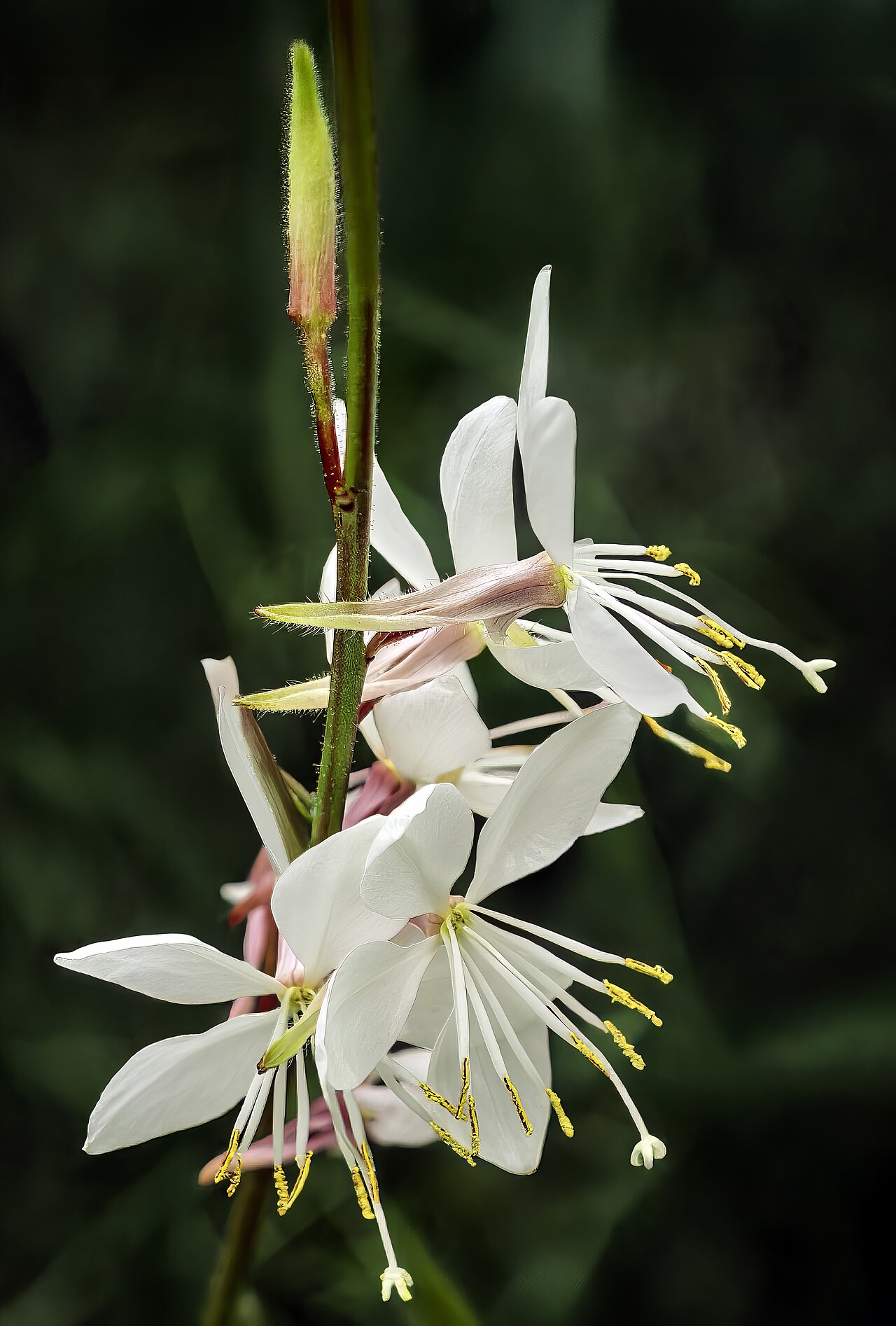 Gaura (Whirling Butterflies) (Oenothera lindheimeri)