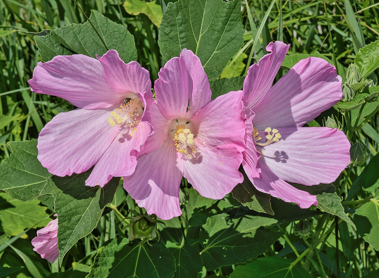 Hardy Hibiscus (Rose Mallow) (Hibiscus moscheutos)