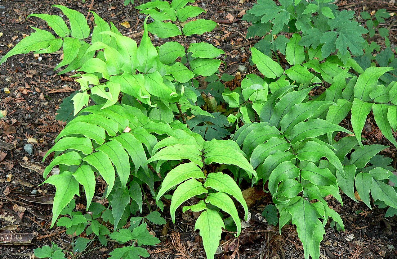 Holly Fern (Cyrtomium falcatum)