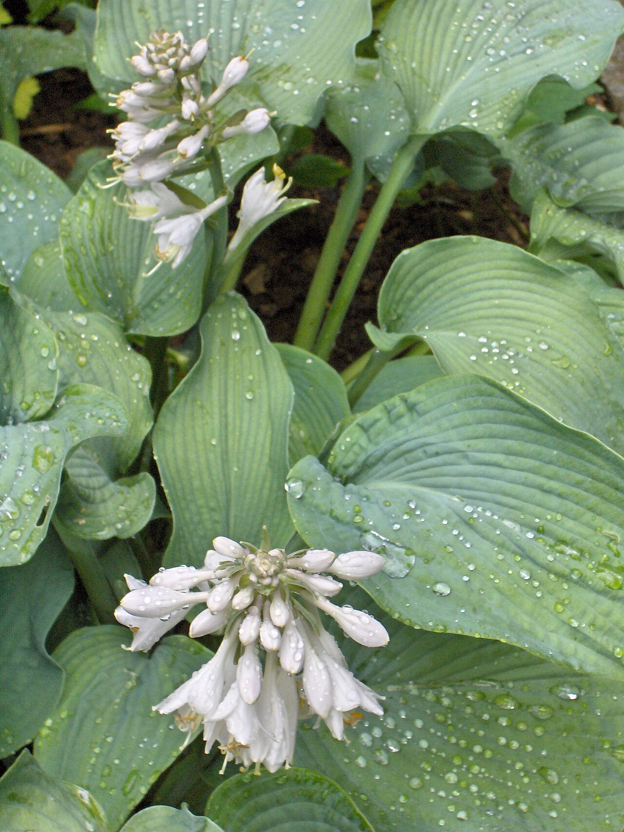 Hosta (Hosta hybrids)